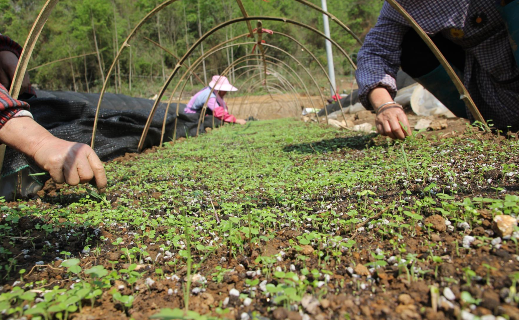 黔南山桐子工业树模基地建设如火如荼