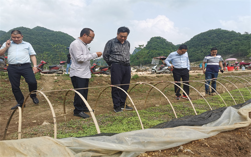 印江县人民政府副县长黄朝军率队考察欧陆注册林业公司山桐子特色工业项目